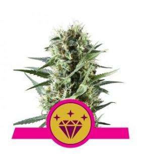 Special Kush (Royal Queen Seeds)