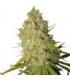 Special Kush (Royal Queen Seeds)