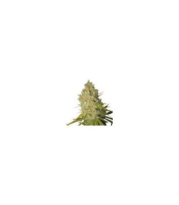 Special Kush (Royal Queen Seeds)