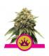 Special Queen (Royal Queen Seeds)
