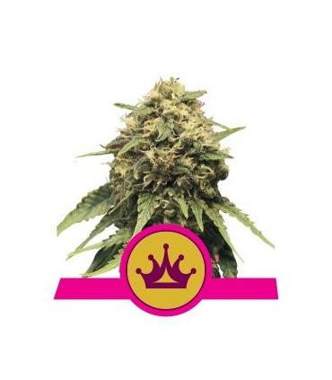 Special Queen (Royal Queen Seeds)