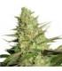 Special Queen (Royal Queen Seeds)
