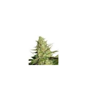 Special Queen (Royal Queen Seeds)