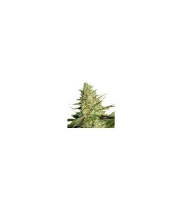 Special Queen (Royal Queen Seeds)