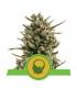 Amnesia Haze Automatic (Royal Queen Seeds)