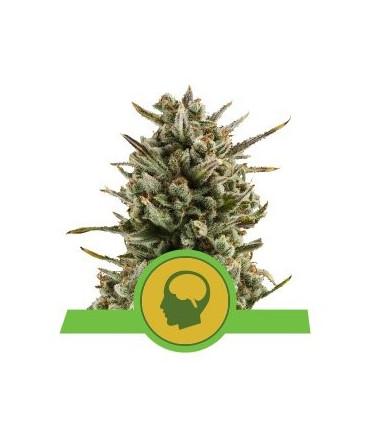 Amnesia Haze Automatic (Royal Queen Seeds)