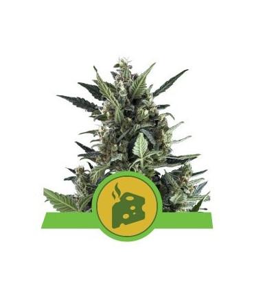 Blue Cheese Automatic (RQS)