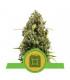 Diesel Automatic (Royal Queen Seeds)