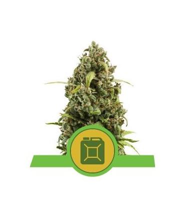 Diesel Automatic (Royal Queen Seeds)