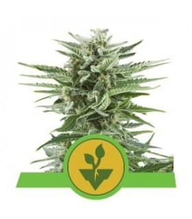 Easy Bud (Royal Queen Seeds)
