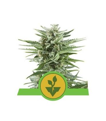 Easy Bud (Royal Queen Seeds)