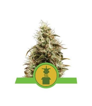 Jack Herer - Royal Jack Automatic (Royal Queen Seeds)