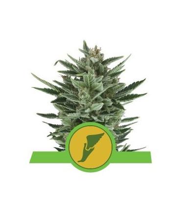 Quick One (Royal Queen Seeds)