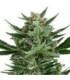 Quick One (Royal Queen Seeds)