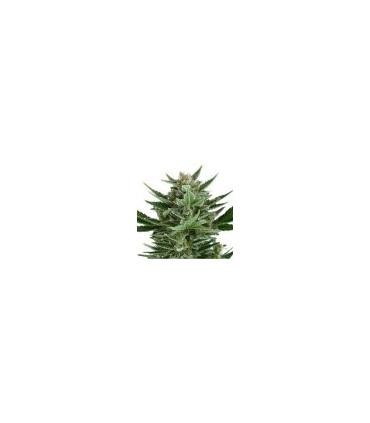 Quick One (Royal Queen Seeds)