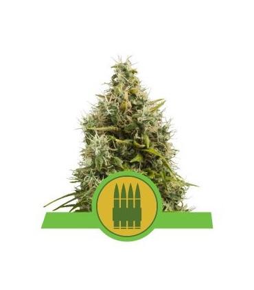 Royal AK Automatic (Royal Queen Seeds)