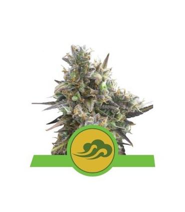 Royal Bluematic (Royal Queen Seeds)