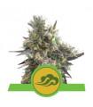 Royal Bluematic (Royal Queen Seeds)