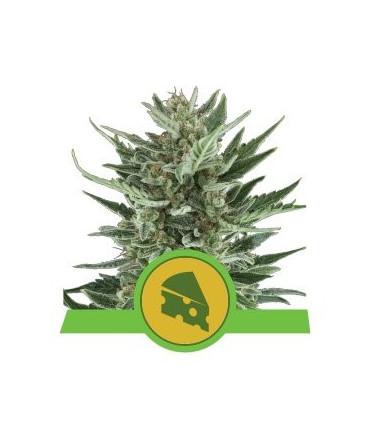 Royal Cheese Automatic (Royal Queen Seeds)