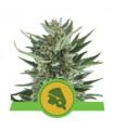 Royal Cheese Automatic (Royal Queen Seeds)