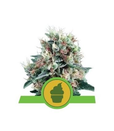 Royal Creamatic (Royal Queen Seeds)
