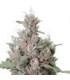 Royal Creamatic (Royal Queen Seeds)