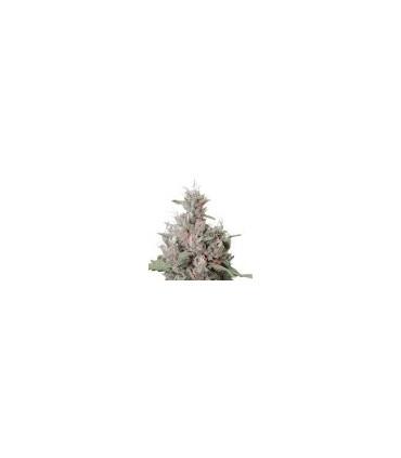 Royal Creamatic (Royal Queen Seeds)
