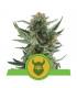 Royal Dwarf (Royal Queen Seeds)