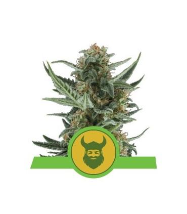 Royal Dwarf (Royal Queen Seeds)