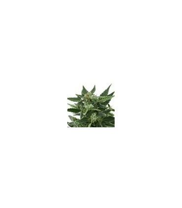 Royal Kush Automatic (Royal Queen Seeds)