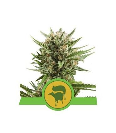 Sweet Skunk Automatic