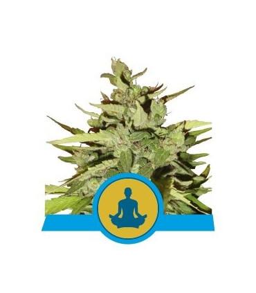 Stress Killer Automatic (RQS)