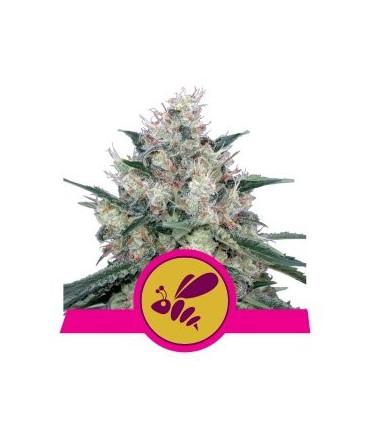 Royal Caramel Fast Version (RQS)