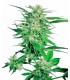 Big Bud (Sensi Seeds)