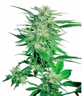 Big Bud (Sensi Seeds)