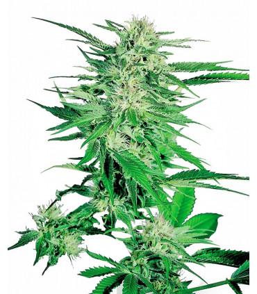 Big Bud (Sensi Seeds)