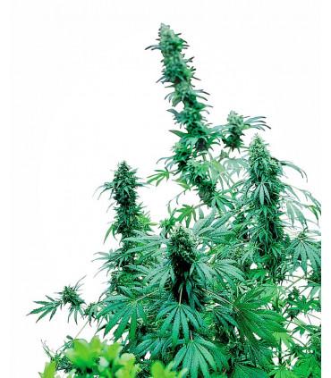 Early Skunk (Sensi Seeds)