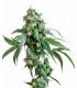 Jack Flash 5 (Sensi Seeds)