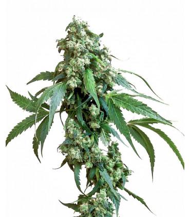 Jack Flash 5 (Sensi Seeds)