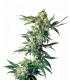 Northern Lights (Sensi Seeds)