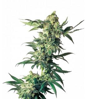 Northern Lights (Sensi Seeds)