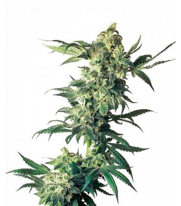 Northern Lights (Sensi Seeds)