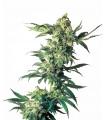Northern Lights