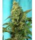 Green Poison F1 Fast Version (Sweet Seeds)