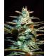 ice Cool (Sweet Seeds)