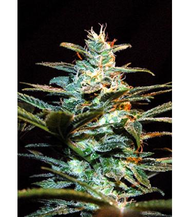 ice Cool (Sweet Seeds)