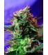 Jack 47 (Sweet Seeds)