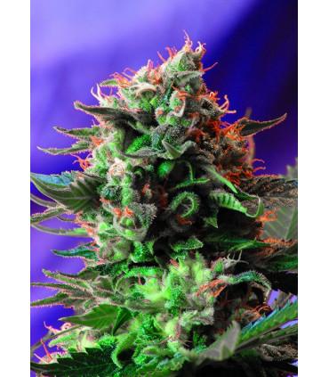 Jack 47 (Sweet Seeds)