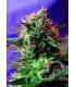 Jack 47 F1 Fast Version (Sweet Seeds)