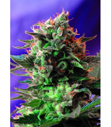 Jack 47 F1 Fast Version (Sweet Seeds)